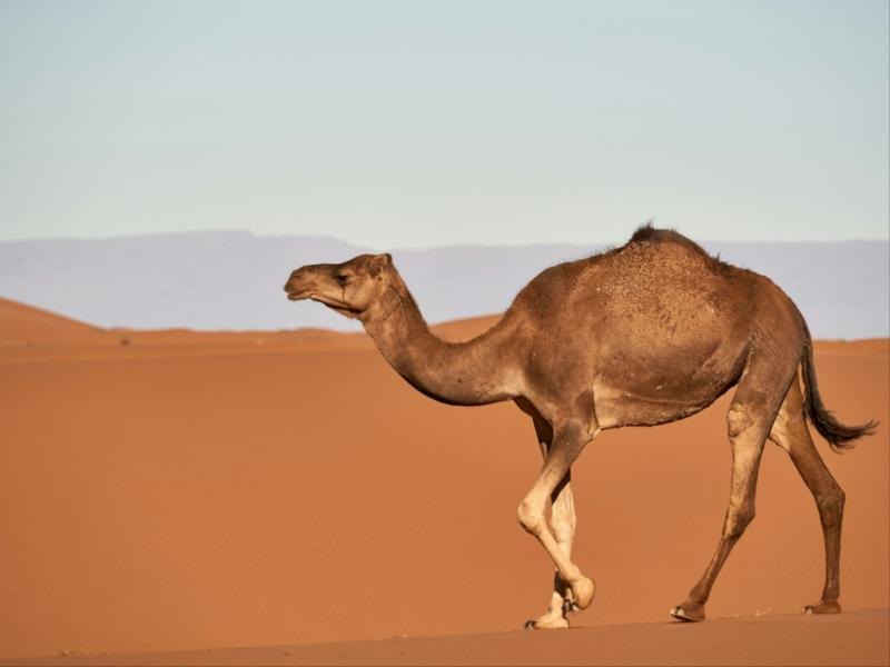إبل